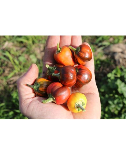 Product_Paprika CA44 (Madame Paraplü), 2 image_Cannadusa_Marketplace_Buy