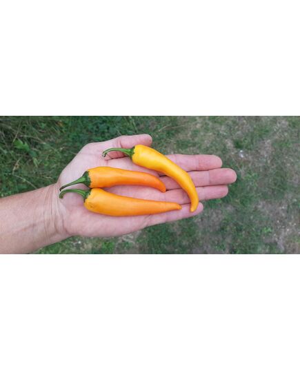 Product_Chili CA125, 2 image_Cannadusa_Marketplace_Buy