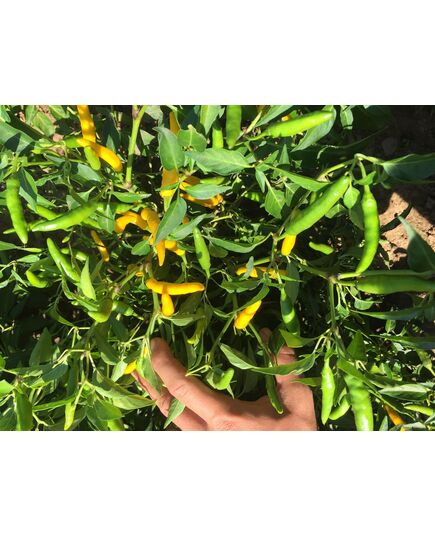Product_Chili CA13, 2 image_Cannadusa_Marketplace_Buy