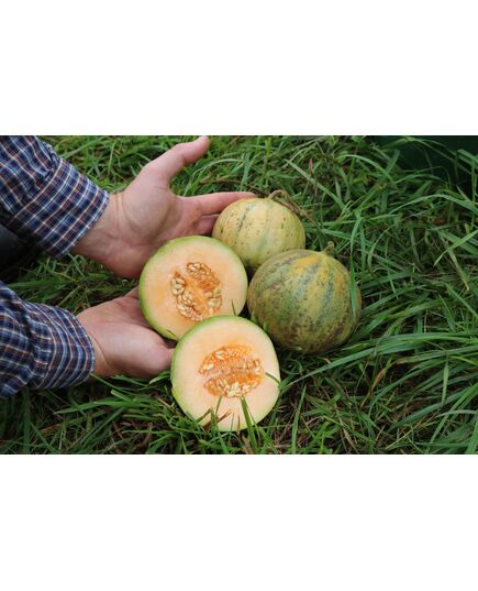 Produkt_Honigmelone Cantaloup Charentais_, 3 image_Cannadusa_Marktplatz_Kaufen
