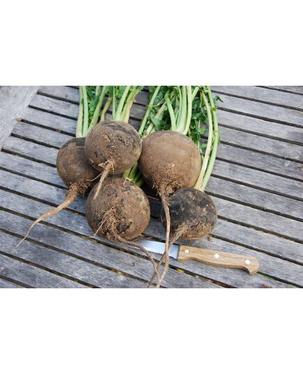 Product_Schwarzer Rettich, 3 image_Cannadusa_Marketplace_Buy