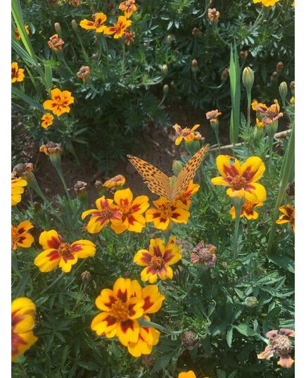 Product_Buntblühende Tagetes Kolibri, 3 image_Cannadusa_Marketplace_Buy