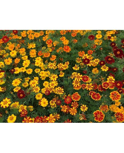 Produkt_Buntblühende Tagetes Nova_, 3 image_Cannadusa_Marktplatz_Kaufen