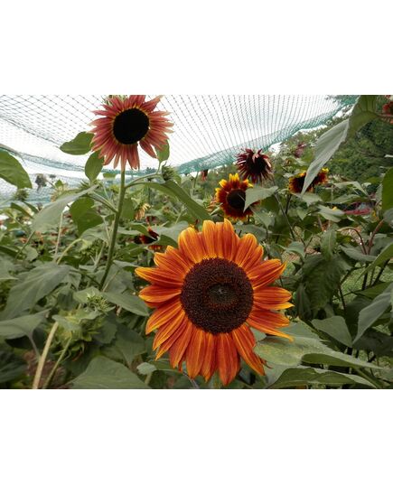 Product_Rote Sonnenblume, 4 image_Cannadusa_Marketplace_Buy