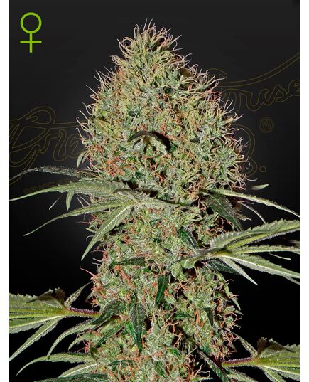 Product_GHSC Super Bud Auto Fem. 3St._Cannadusa_Marketplace_Buy