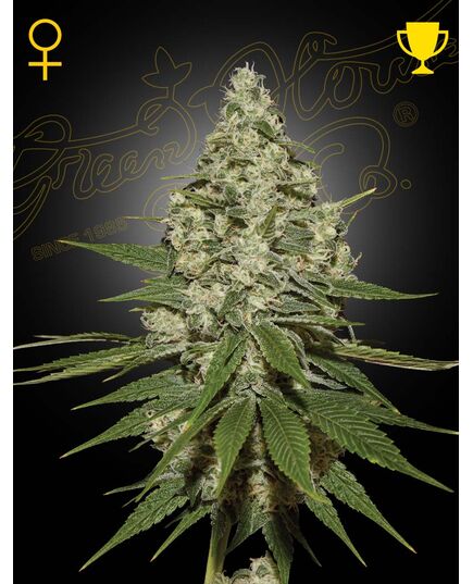 Produkt_GHSC Super Lemon Haze Fem. 3St.__Cannadusa_Marktplatz_Kaufen