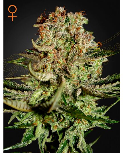 Product_GHSC Super Bud Fem. 3St_Cannadusa_Marketplace_Buy