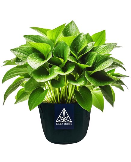 Set of 3 Treez Tools Grow Pots: 12 Litre fabric pots providing optimal growing conditions for various plants.