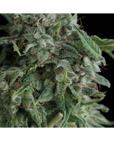 Ak 74 - Feminisierte Marihuana Samen - Trikoma Seeds