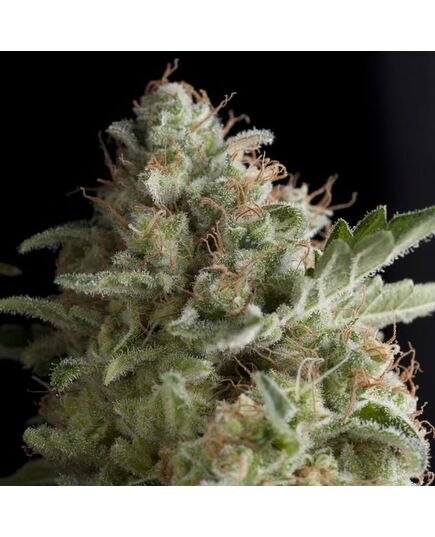 American Pie - Photodependent - Pyramid Seeds