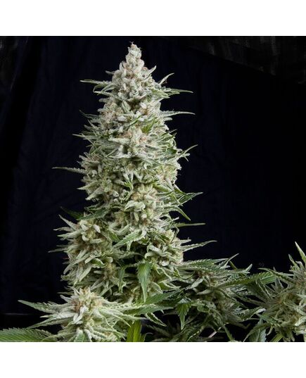 Amnesia Gold - Photoabhängige - Pyramid Seeds