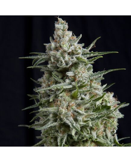 Anesthesia - Photoadependent - Pyramid Seeds