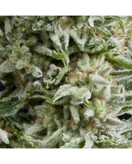 Auto Amnesia Gold - Autoflowering-Samen - Pyramid Seeds - Cannabis seeds