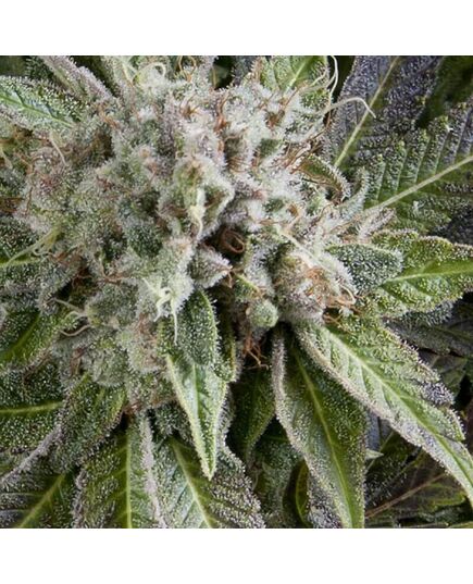 Auto Blue Pyramid - Autoflowering Seeds - Pyramid Seeds