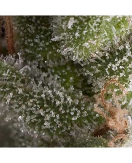 Auto Fresh Candy - Autoflowering Seeds - Pyramid Seeds