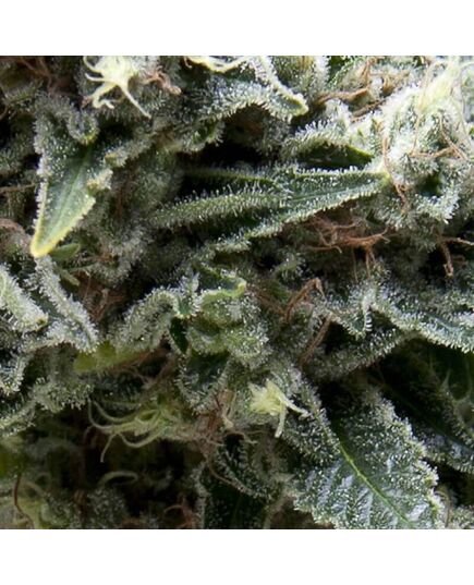 Auto New York City CBD - CBD Seeds - Pyramid Seeds