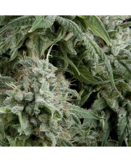 Northern Lights Auto - Autoflowering-Samen - Pyramid Seeds