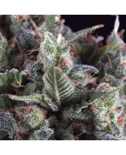 Auto Olympia - Autoflowering-Samen - Pyramid Seeds