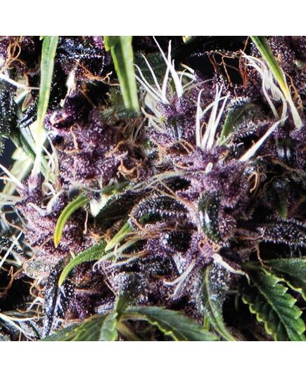 Auto Purple - Autoflowering-Samen - Pyramid Seeds