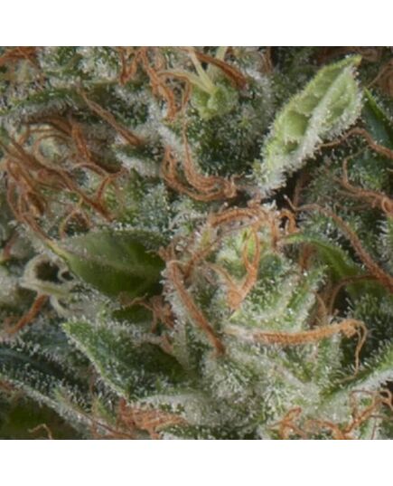 Auto Wembley - Autoflowering-Samen - Pyramid Seeds