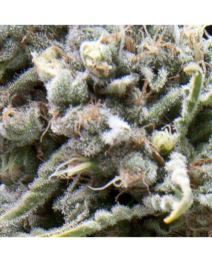 Auto White Widow CBD - CBD Seeds - Pyramid Seeds