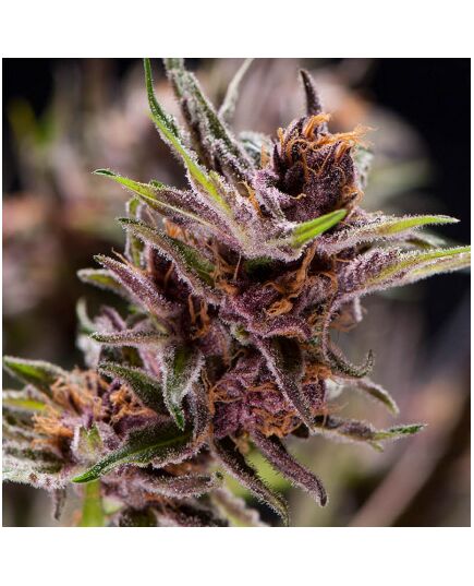 Black Cherry Punch - American Strains - Pyramid Seeds - Cannabis seeds