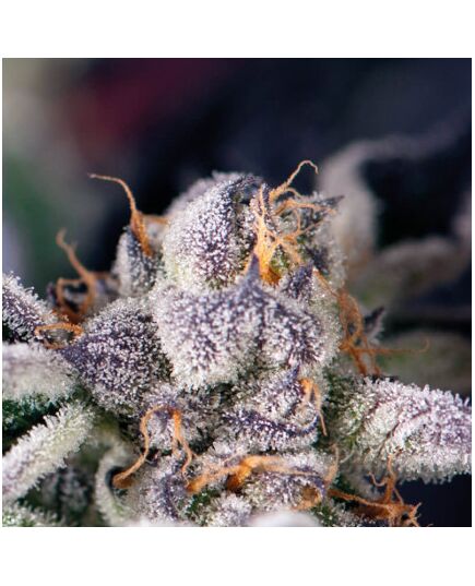 Cookies USA - American Strains - Pyramid Seeds