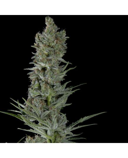 Critical Plus Auto - Autoflowering - Trikoma Seeds