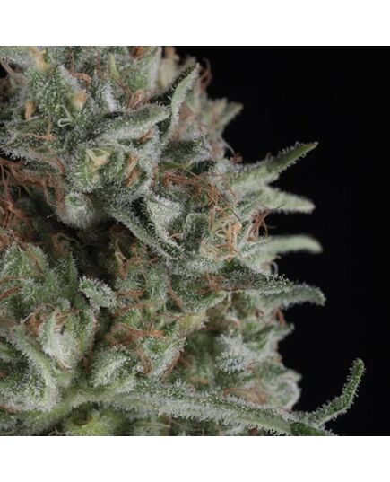 Critical Plus - Feminised Marihuana Seeds - Trikoma Seeds