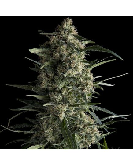 Galaxy CBD - CBD Samen - Pyramid Seeds