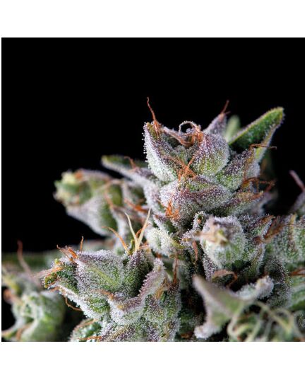 Gorila - American Strains - Pyramid Seeds