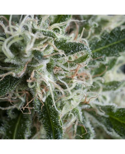 Jack Herer Auto - Autoflowering - Trikoma Seeds