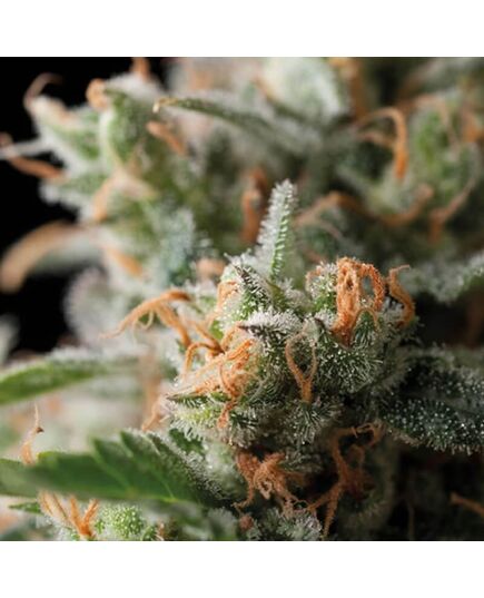 Jack Herer - Feminised Marihuana Seeds - Trikoma Seeds