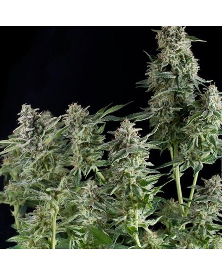 Northern Lights - Photoabhängige - Pyramid Seeds - Cannabissamen