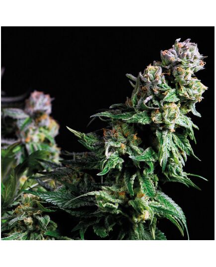 Purple Urkle - American Strains - Pyramid Seeds