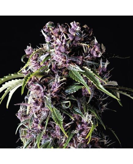 Purple - Photoabhängige - Pyramid Seeds