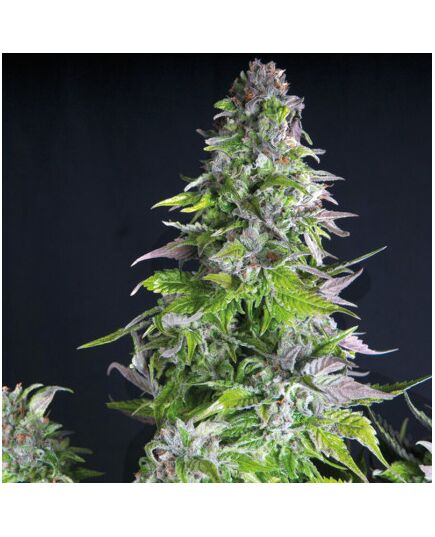 Romulan - American Strains - Pyramid Seeds