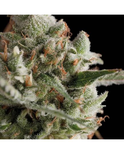 Total Cheese (aka Super Cheese) - Feminised Marihuana Seeds