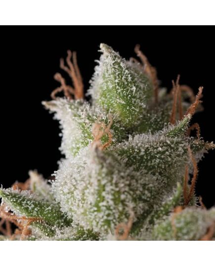 White Widow Auto - Autoflowering - Trikoma Seeds