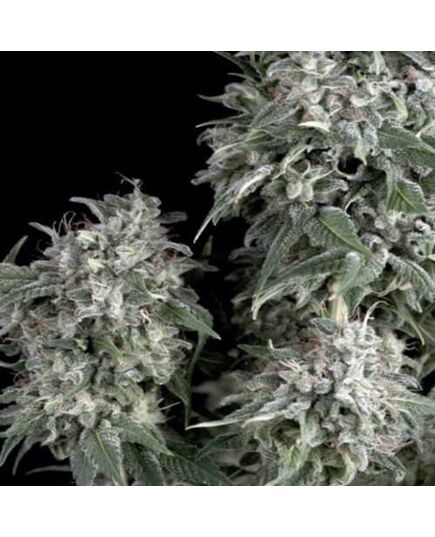 White Widow - Feminised Marihuana Seeds