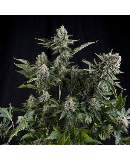 White Widow - Photoabhängige - Pyramid Seeds