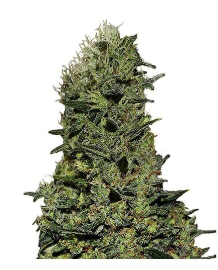 Product_Ak  - Cannabis Saatgut by GEASEEDS, Package Unit: 3 Seed / Package_Cannadusa_Marketplace_Buy