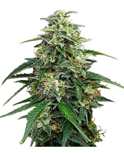 Product_Amnesia  - Cannabis Saatgut by GEASEEDS, Package Unit: 10 Seed / Package_Cannadusa_Marketplace_Buy