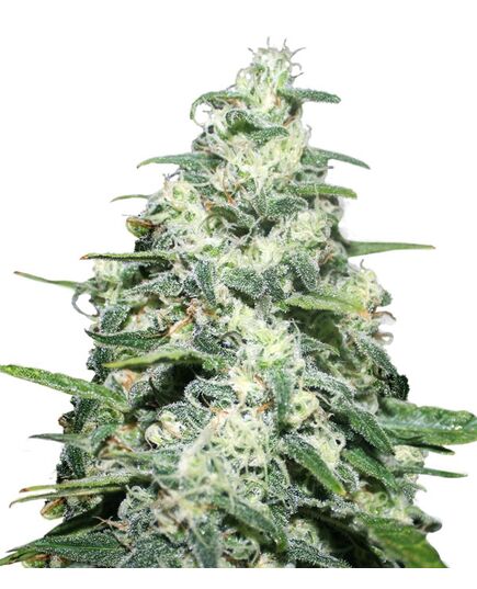 Product_Amnesia Pro  - Cannabis Saatgut by GEASEEDS, Package Unit: 5 Seed / Package_Cannadusa_Marketplace_Buy