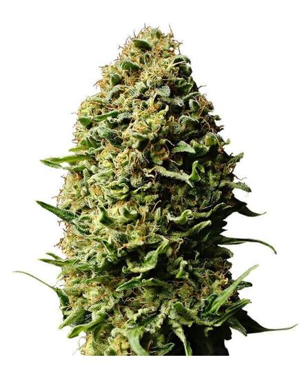 Product_Auto Ak - Cannabis Saatgut by GEASEEDS, Package Unit: 5 Seed / Package_Cannadusa_Marketplace_Buy