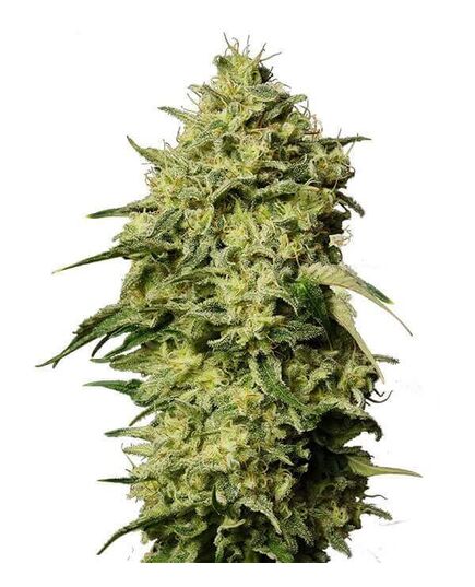 Product_Auto Amnesia - Cannabis Saatgut by GEASEEDS, Package Unit: 3 Seed / Package_Cannadusa_Marketplace_Buy