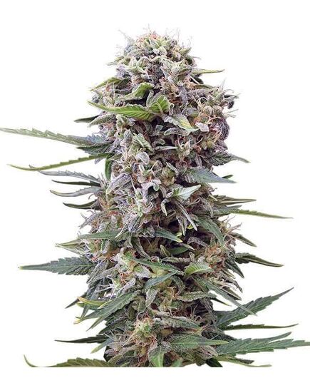 Product_Auto Cheese - Cannabis Saatgut by GEASEEDS, Package Unit: 3 Seed / Package_Cannadusa_Marketplace_Buy