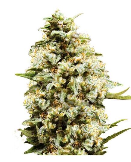 Product_Auto Critical - Cannabis Saatgut by GEASEEDS, Package Unit: 3 Seed / Package_Cannadusa_Marketplace_Buy