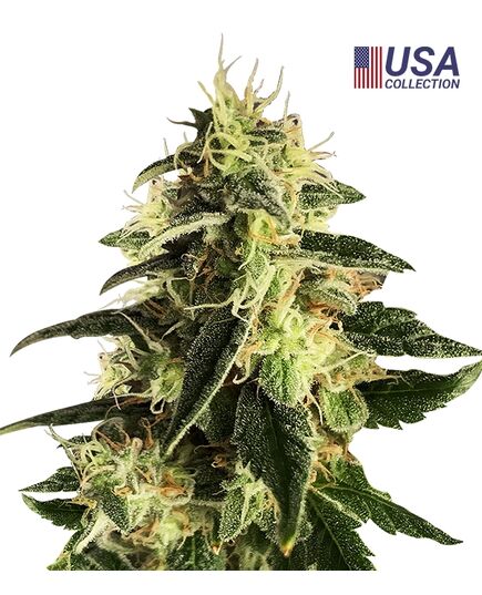 Product_Auto Gorilla - Cannabis Saatgut by GEASEEDS, Package Unit: 25 Seed / Package_Cannadusa_Marketplace_Buy