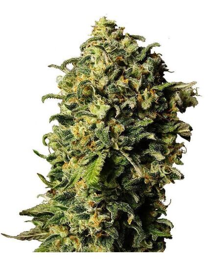 Product_Auto Haze - Cannabis Saatgut by GEASEEDS, Package Unit: 5 Seed / Package_Cannadusa_Marketplace_Buy